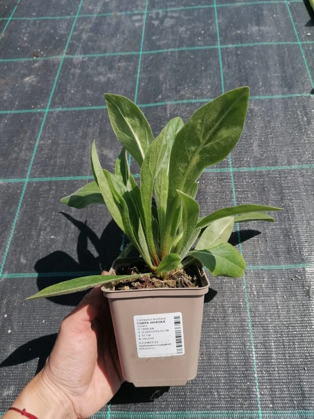 Aciano de montaña - 2024