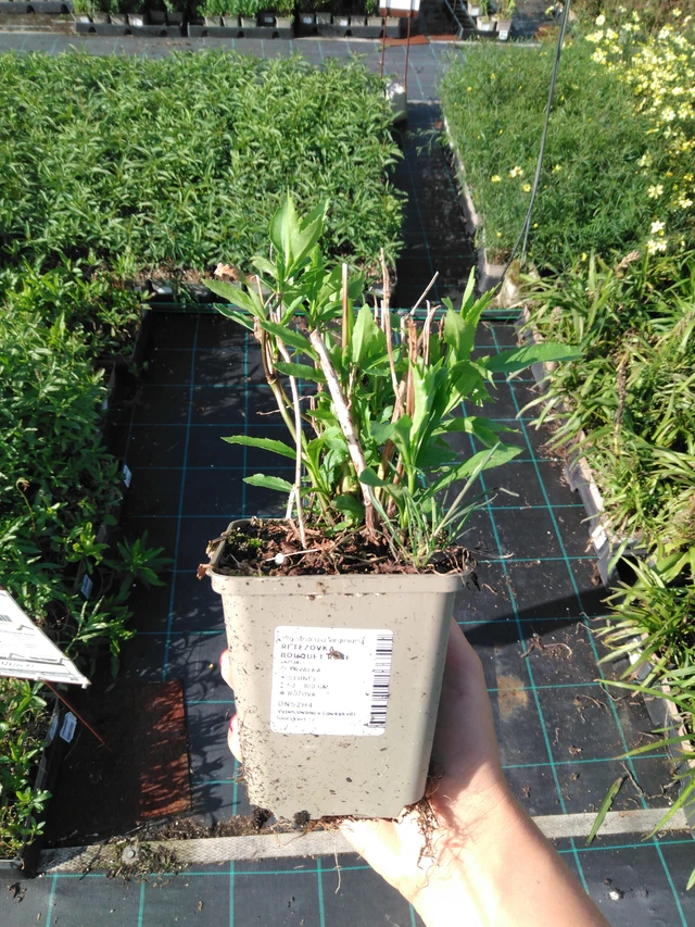 Lythrum Bouquet Rose - 11. 9. 2025