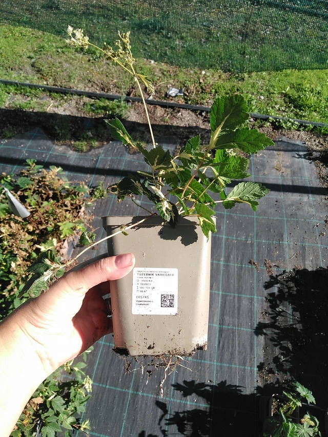 Angervo Variegata - 19. 8. 2025