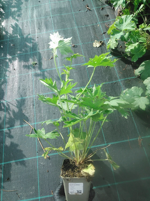 Ostrožka Benary’s Pacific Blue Bird - 13. 10. 2025