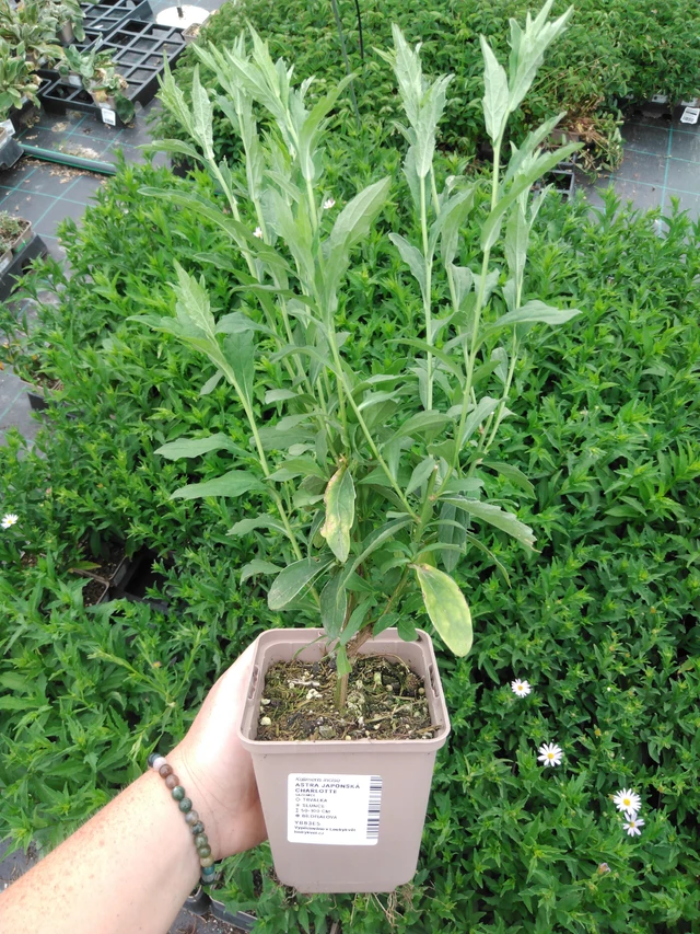 Aster japonská Charlotte - 2024