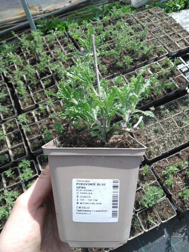 Pensaskanerva Blue Spire - 2024