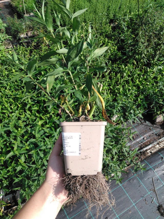 Astra White Ladies - 2024