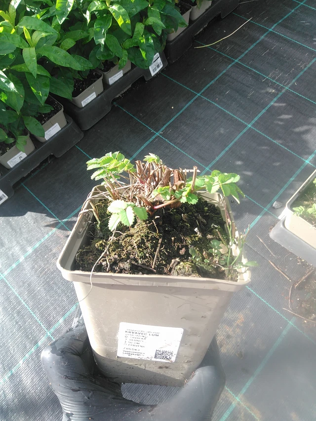 Krvavec Lum - 13. 10. 2025