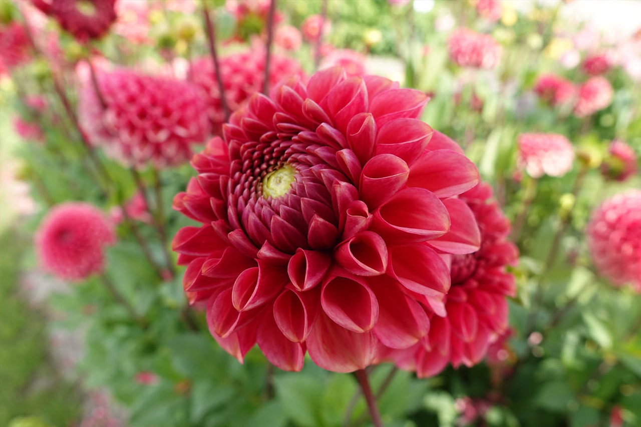 Dahlia Ariston, Loukykvět