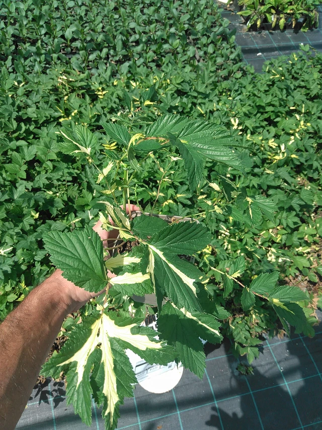 Angervo Variegata - 24. 6. 2025