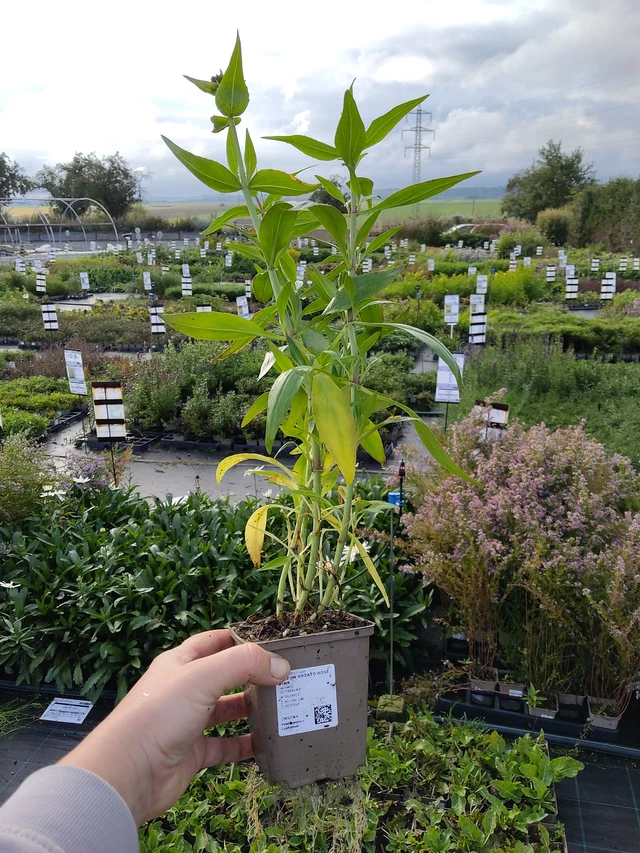 Kukonharja Rosato Rose Pink - 9. 10. 2025