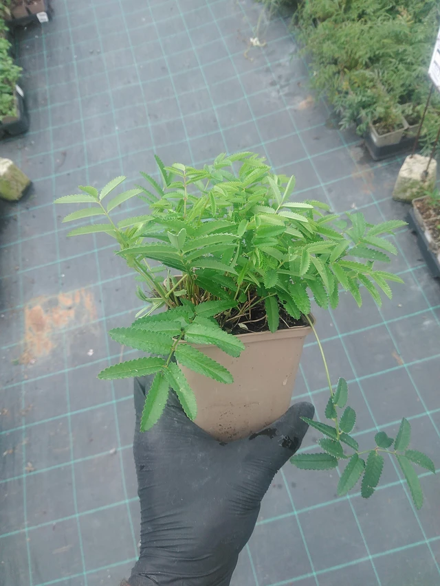 Veriruusuke Pink Tanna - 10. 9. 2025