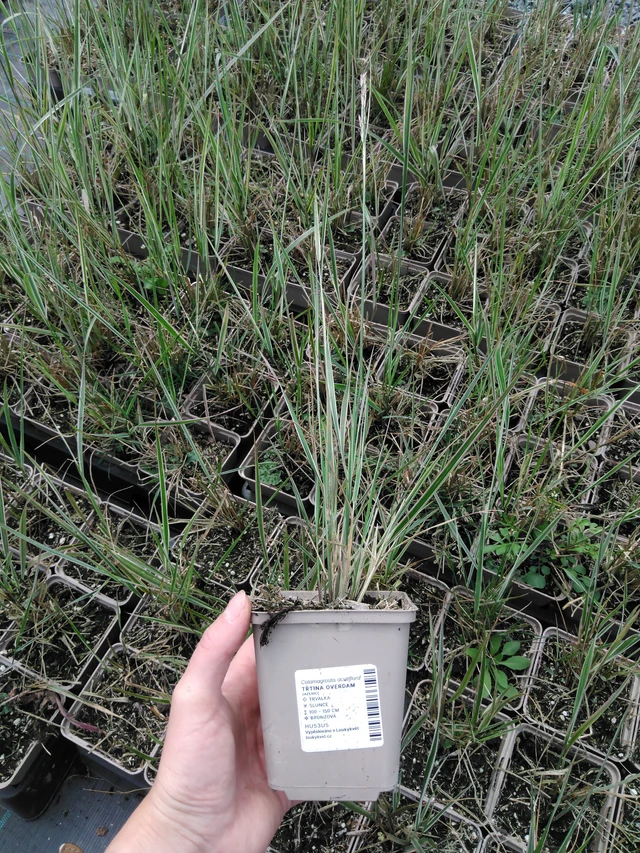 Třtina Overdam - 2024