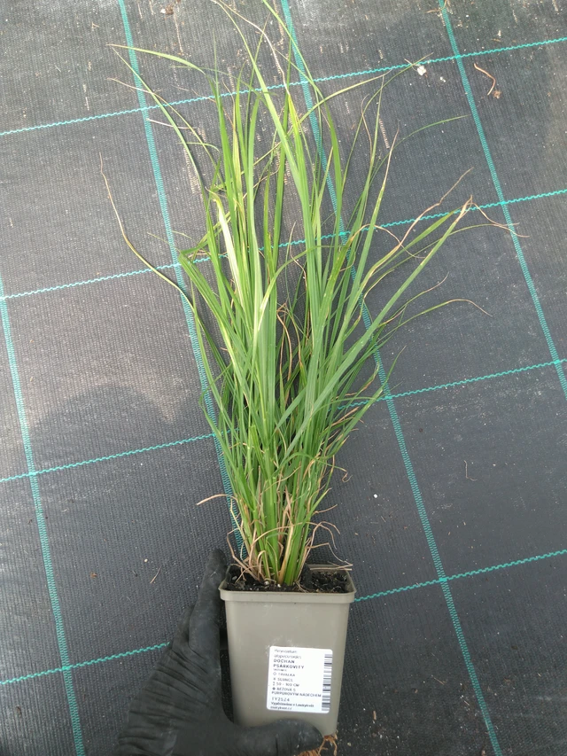 Dochan psárkovitý - 10. 7. 2025