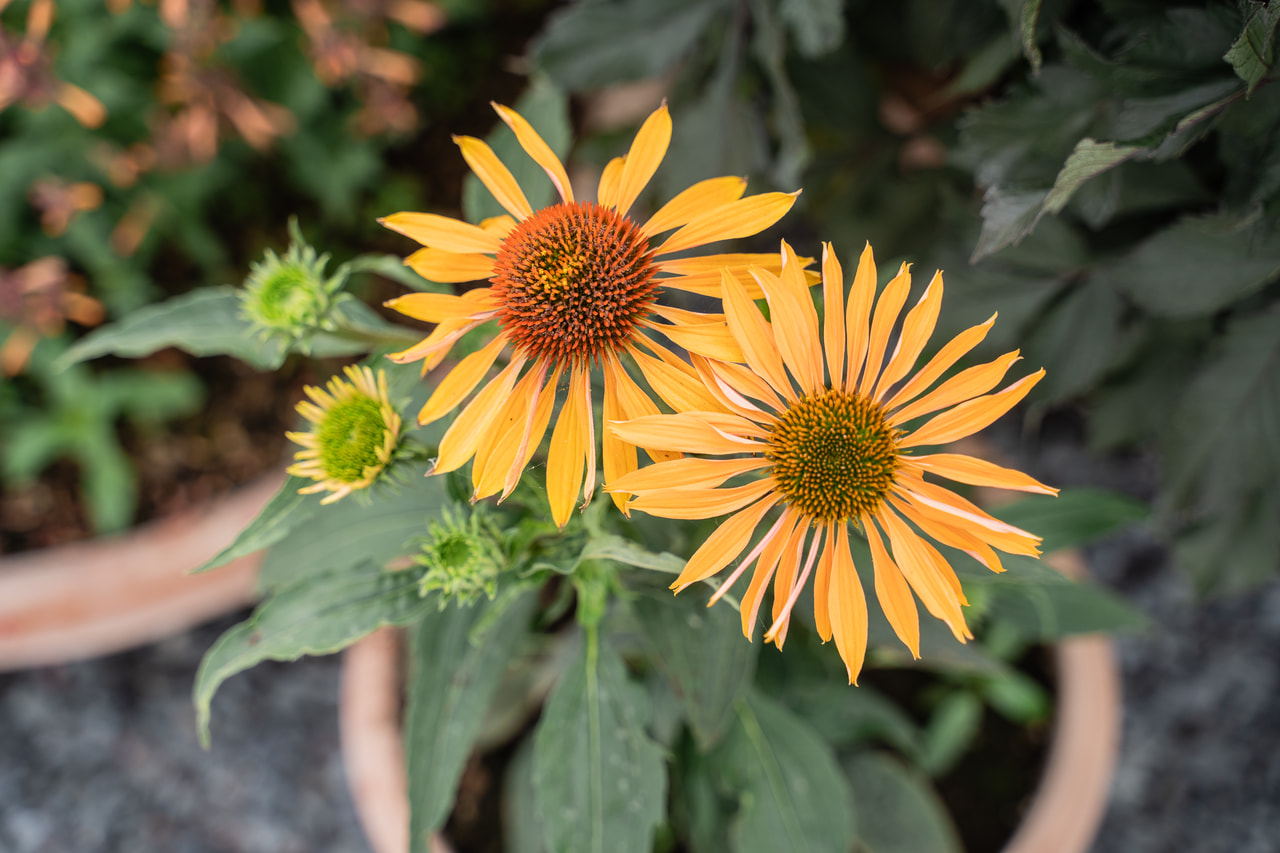 Ameriški slamnik Big Kahuna, Loukykvět