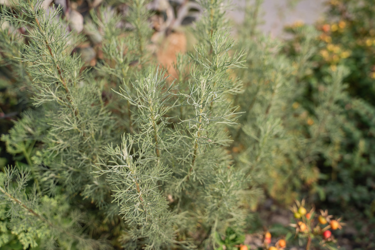 Üröm Coca Cola, Loukykvět