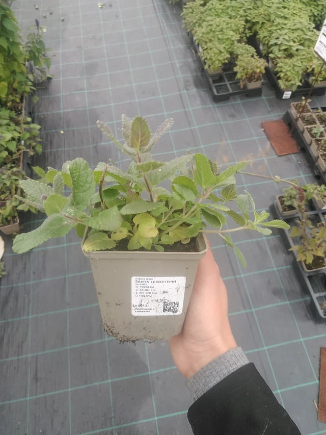 Nepeta siberiana - 10. 10. 2025