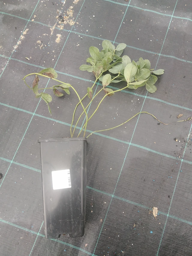 Baptisia Alba - 10. 10. 2025