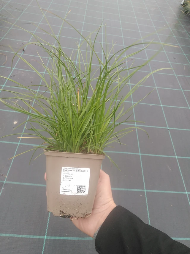 Veenpluis - 10. 10. 2025