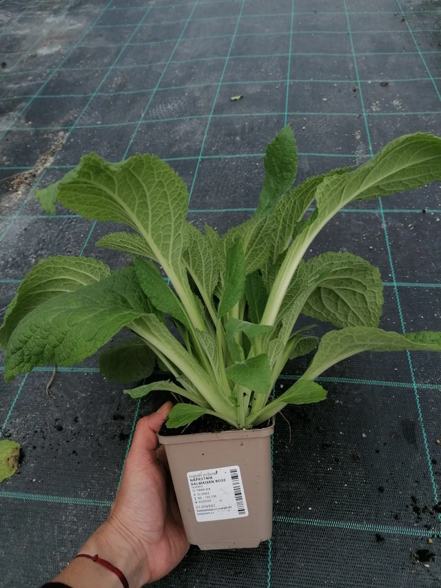 Dedalera Dalmatian Rose - 2024