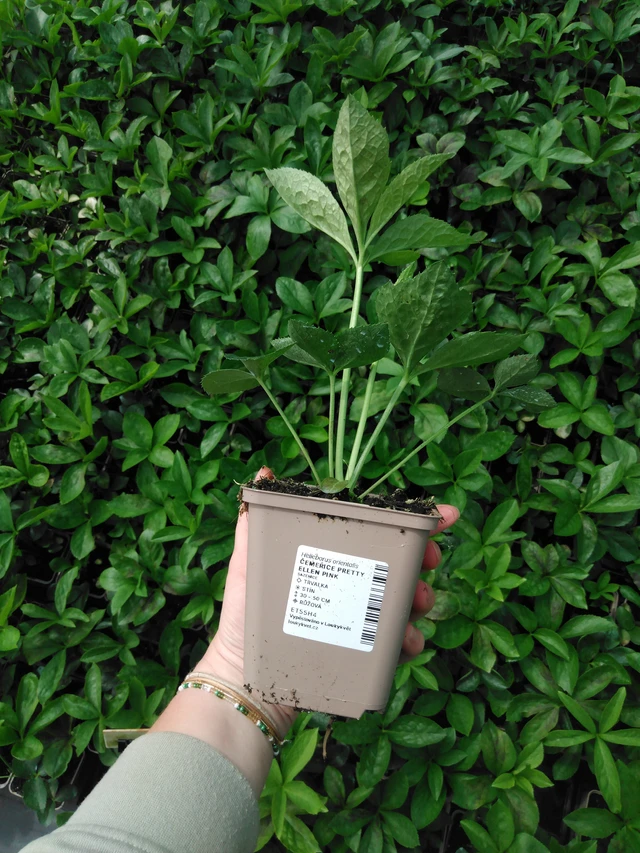 Hellebore Pretty Ellen Pink - 2024