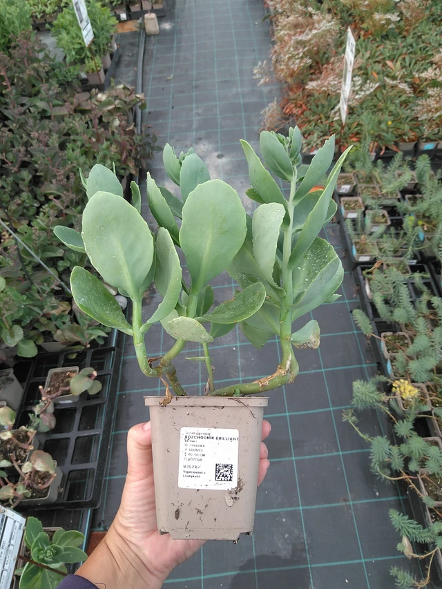 Rozchodník Brilliant - 11. 7. 2025