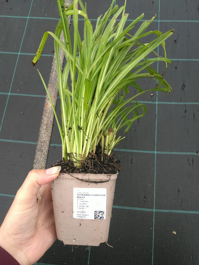 Liatris Floristan White - 11. 7. 2025