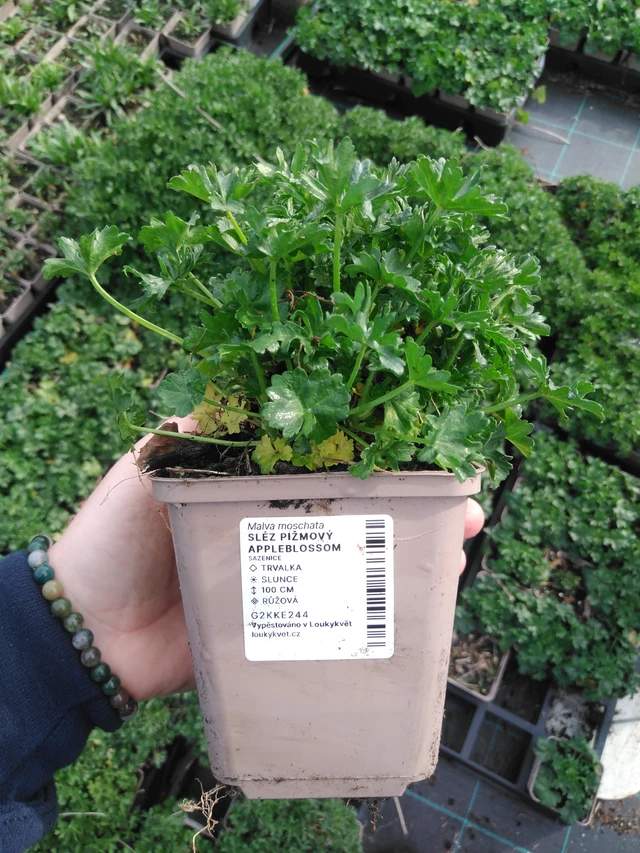 Myskihaukko Appleblossom - 2024