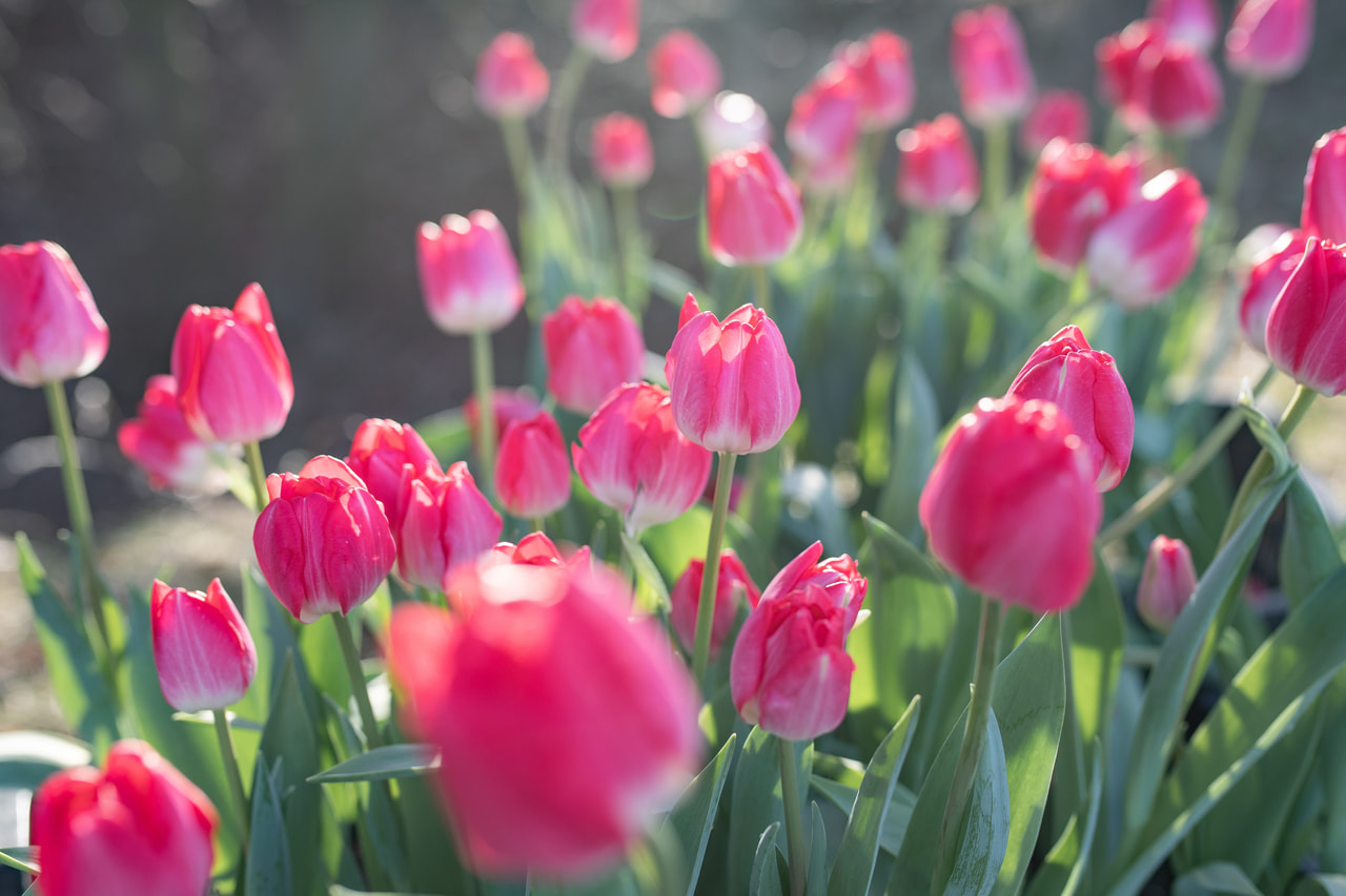 Tulipán Up Pink, Loukykvět