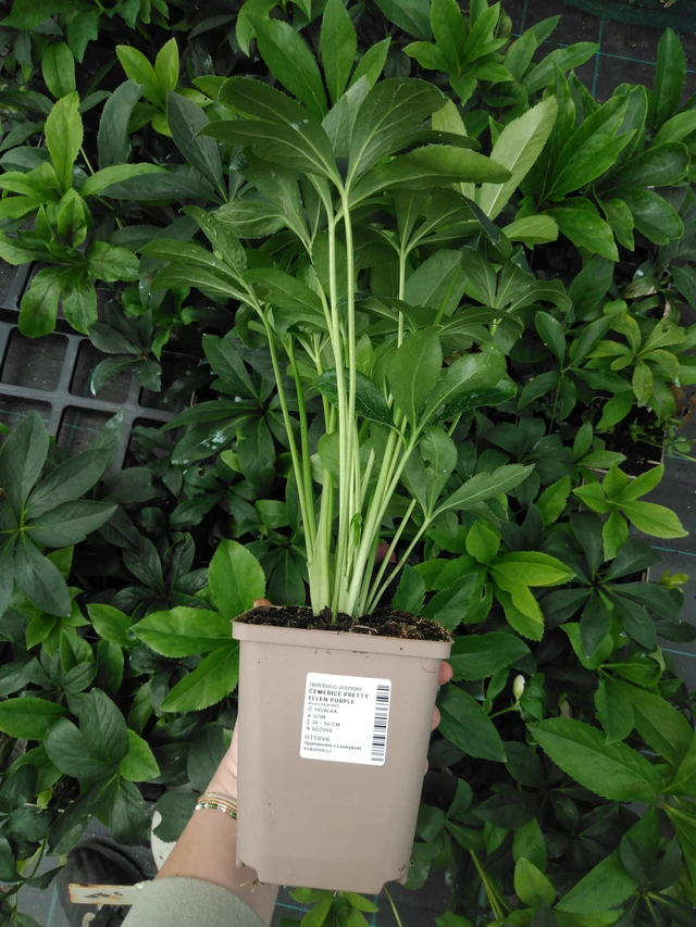 Eléboro Pretty Ellen Purple - 2024