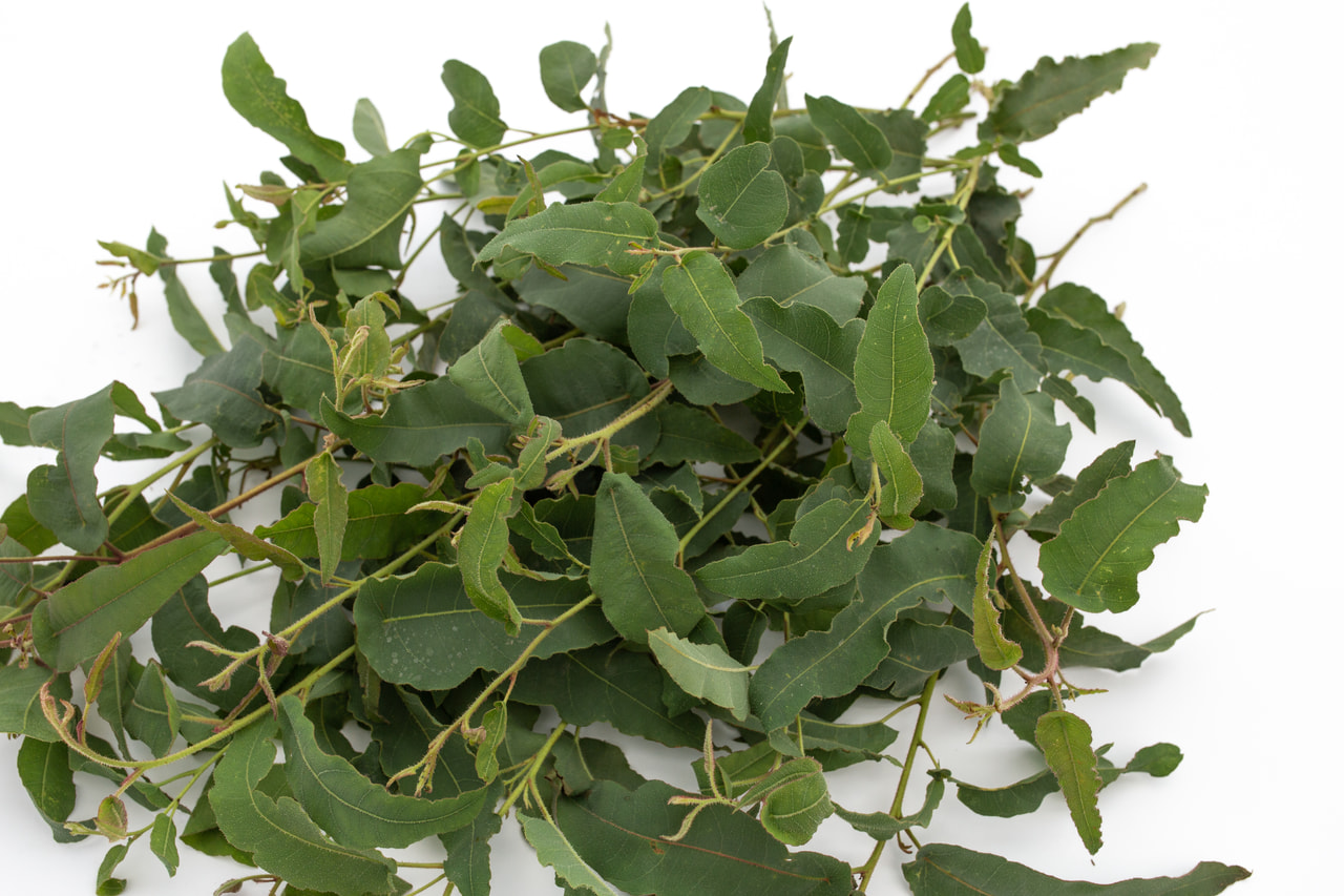 Eukalyptus citrónový, Loukykvět