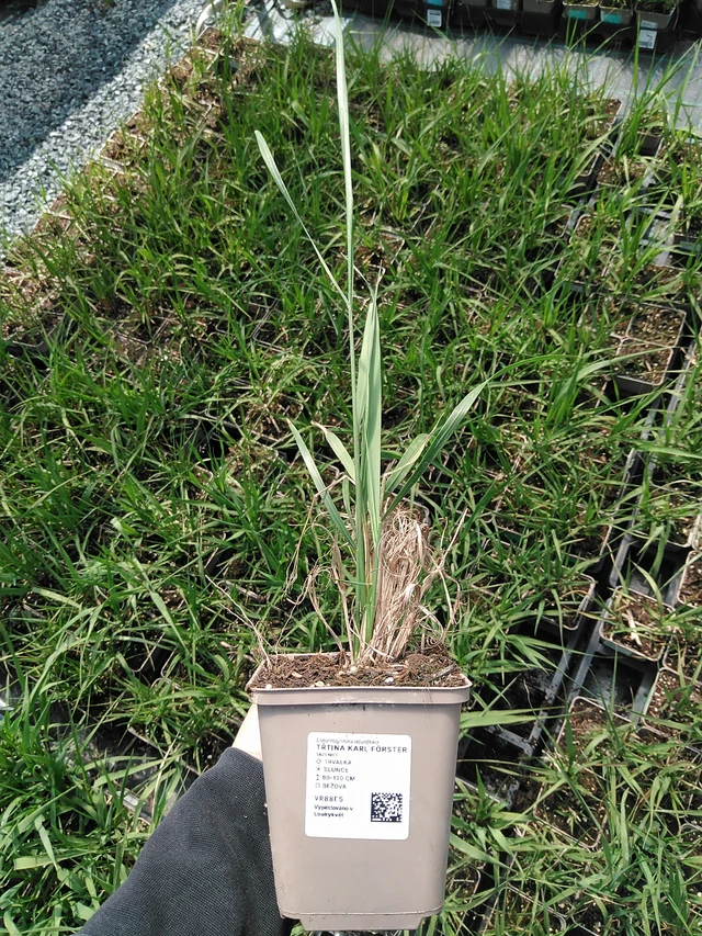 Třtina Karl Förster - 13. 5. 2025