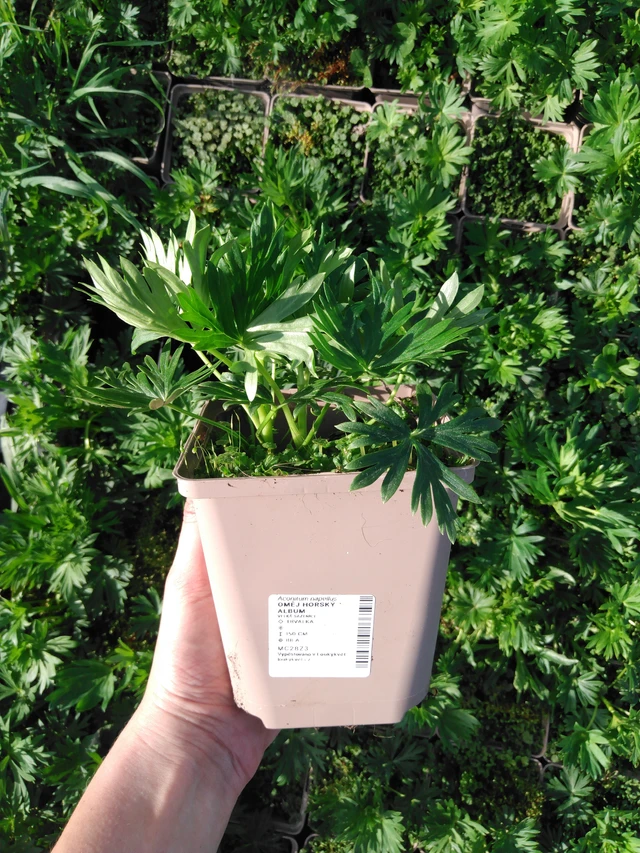 Oměj horský Album - 2024