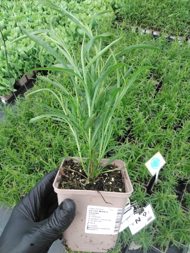 Astra Monte Cassino - 2024