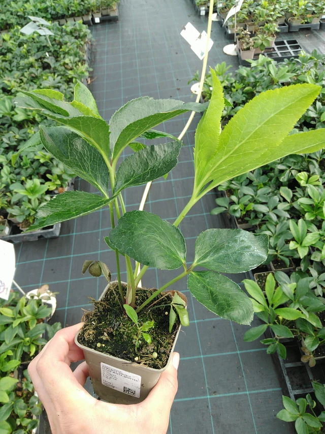 Hellebore Double Ellen White Spotted - 28. 7. 2025