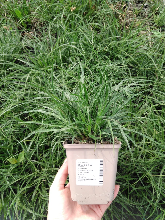 Witte veldbies - 2024