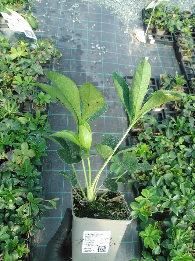 Eléboro Double Ellen Purple - 19. 8. 2025