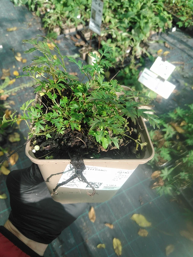 Udatna Elegance - 13. 10. 2025