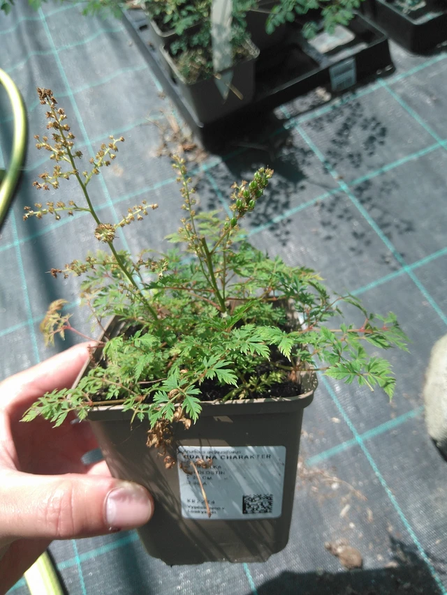 Udatna Charakter - 24. 6. 2025