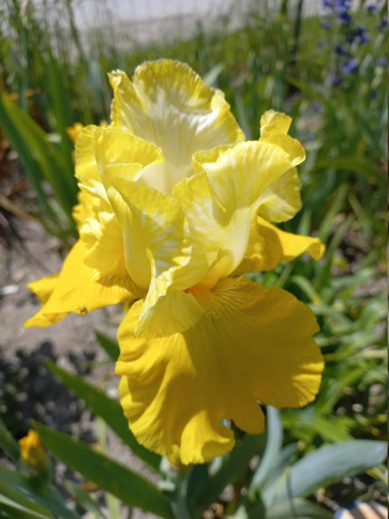 Kosatec Lune et Soleil, Loukykvět