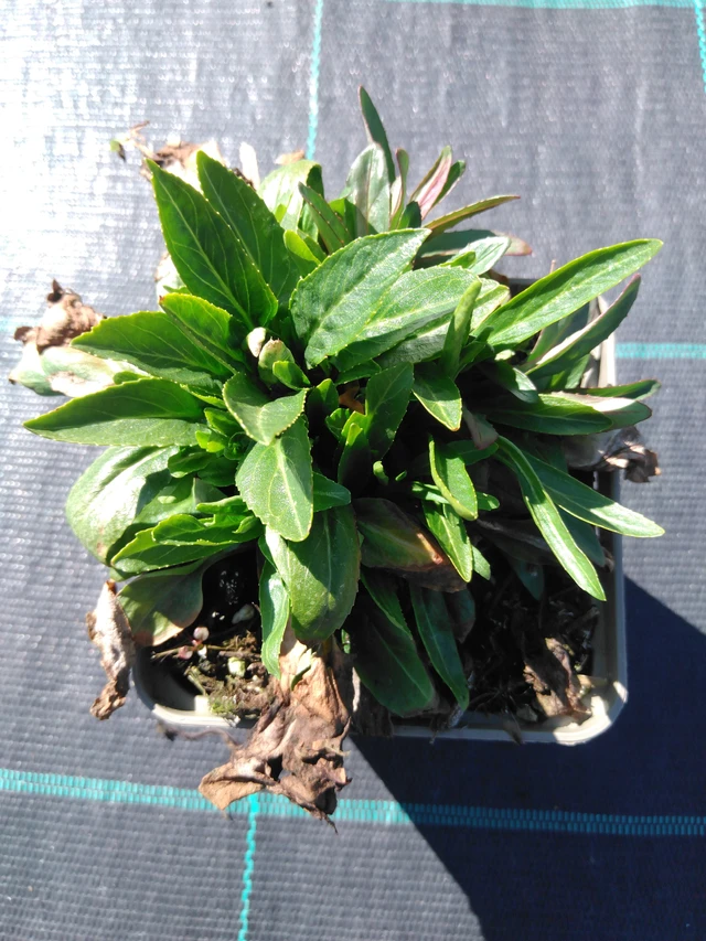 Fisostegia Alba - 3. 4. 2025