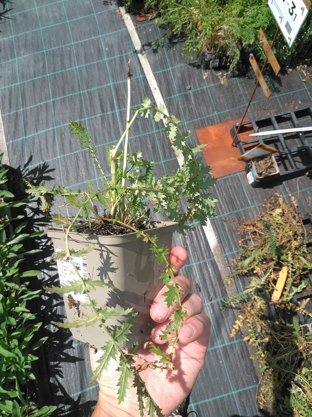 Filipéndula común - 24. 6. 2025