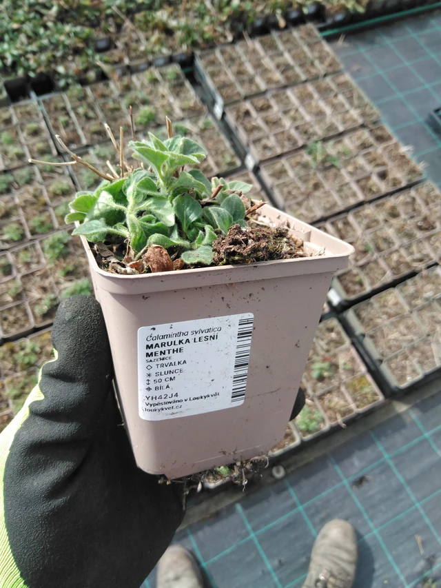 Myskimalva Menthe - 8. 4. 2025