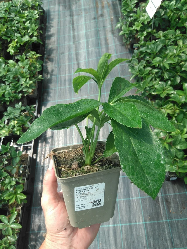 Hellebore Pretty Ellen Pink - 24. 6. 2025