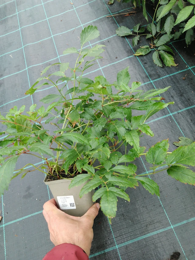 Astilbe Diamant - 28. 7. 2025