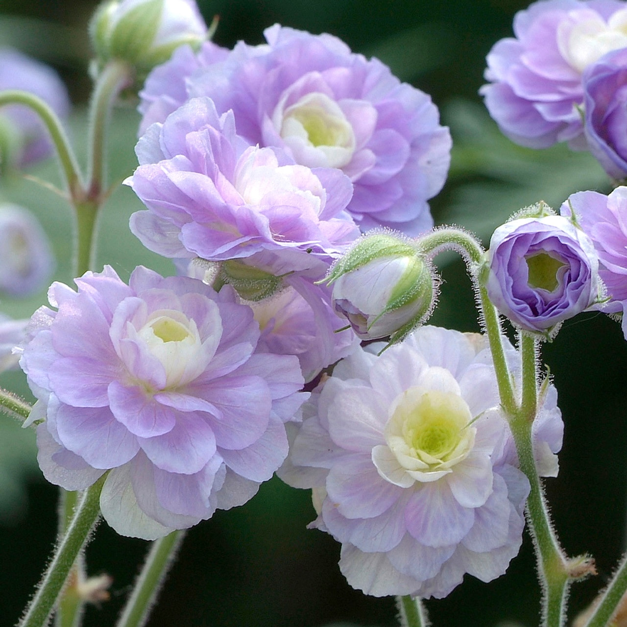 Kakost Summer Skies, Loukykvět