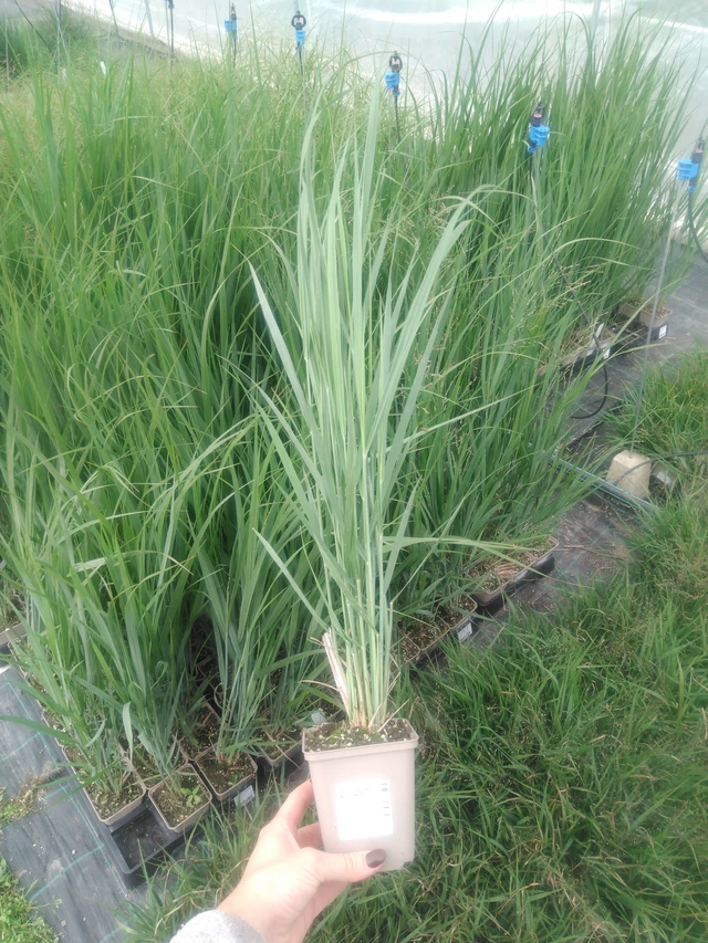 Mijo panicular Northwind - 2024