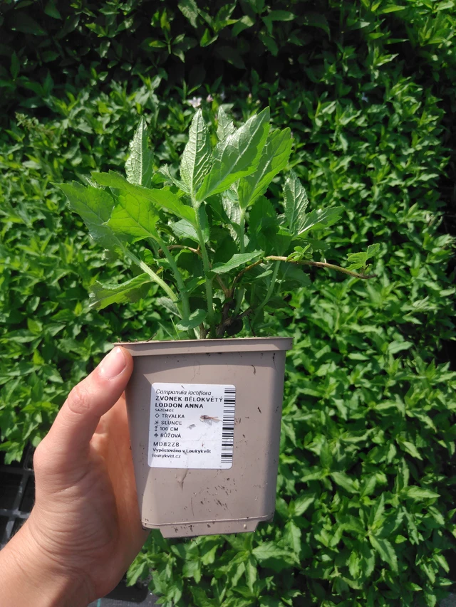 Kellokukka Loddon Anna - 2024