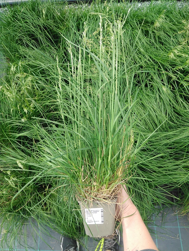 Metlice trsnatá Goldschleier - 9. 6. 2025