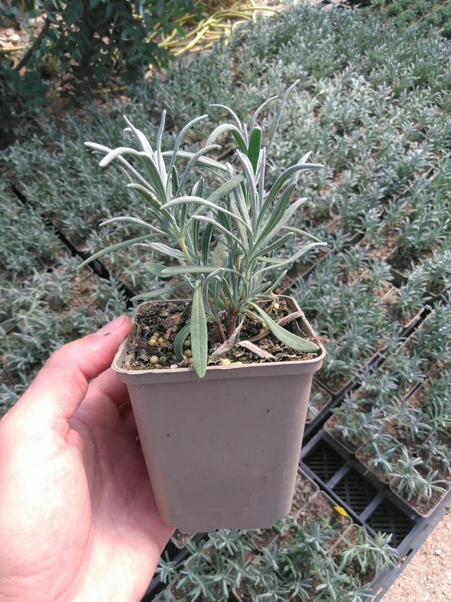 Lavanda Alba - 20. 6. 2025