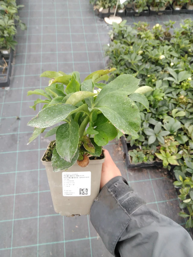 Hellebore Pretty Ellen White Spotted - 10. 9. 2025