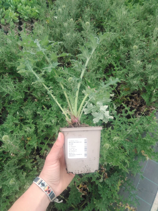 Sinipallo-ohdake Arctic Glow - 2024