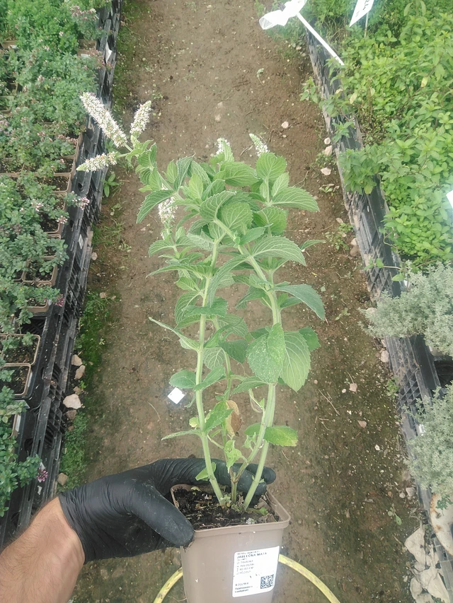 Menta de manzana - 10. 9. 2025