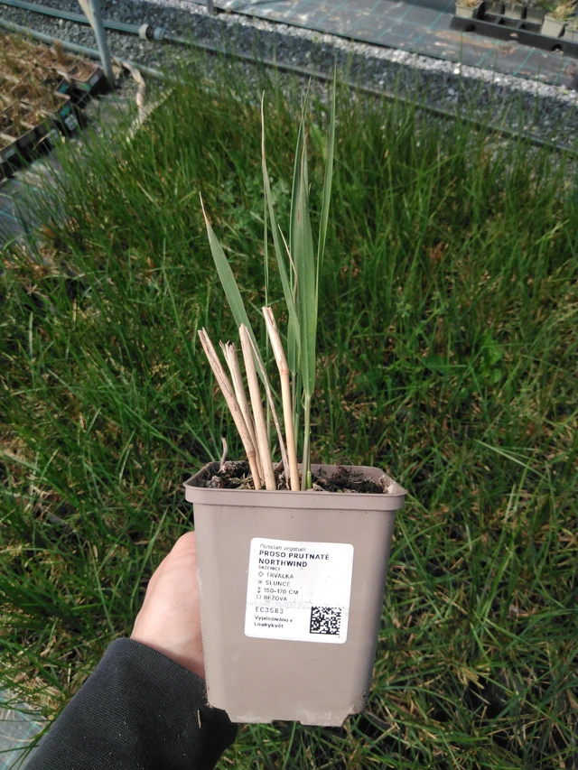 Mijo panicular Northwind - 13. 5. 2025